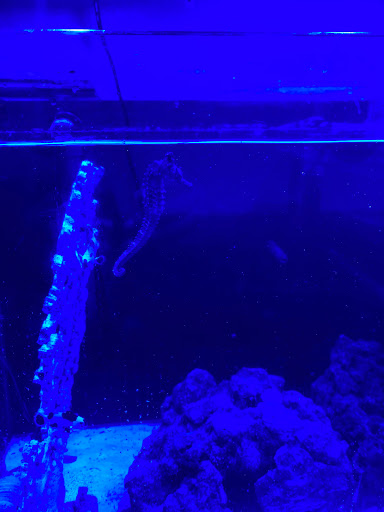 Tropical Fish Store «Aqualinks», reviews and photos, 1913 NE 14th St #104, Ocala, FL 34470, USA