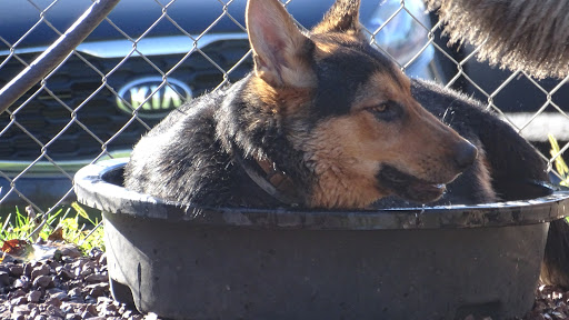 Dog Trainer «Awesome Dawgs Dog Training LLC», reviews and photos, 3052 Pricetown Rd, Temple, PA 19560, USA