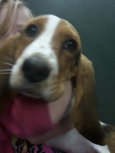 Pet Store «Petland», reviews and photos, 351 Diederich Blvd, Ashland, KY 41101, USA