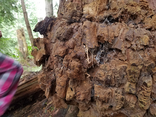 Park «Scriber Lake Park», reviews and photos, 5601 198th St SW, Lynnwood, WA 98036, USA