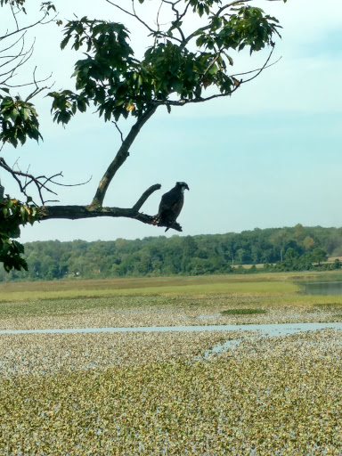 Nature Preserve «Jug Bay Wetlands Sanctuary», reviews and photos, 1361 Wrighton Rd, Lothian, MD 20711, USA