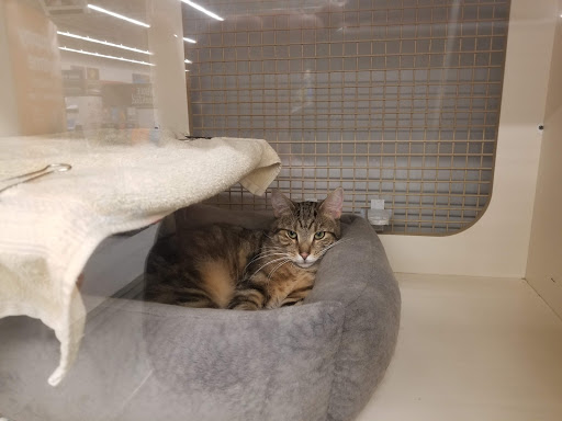 Pet Supply Store «Petco Animal Supplies», reviews and photos, 217 Oak Lee Dr #16, Ranson, WV 25438, USA