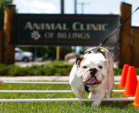 Animal Clinic of Billings - Photo 4 - Car repair in Billings, MT, Billings