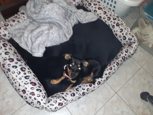 Pet Supply Store «PetSmart», reviews and photos, 10261 River Marsh Dr #143, Jacksonville, FL 32246, USA