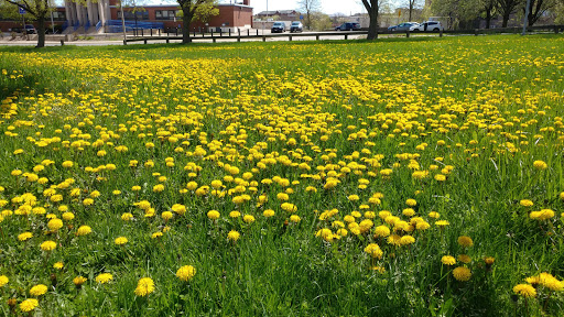 Park «Joe Moakley Park», reviews and photos, 1005 Columbia Road, Boston, MA 02127, USA