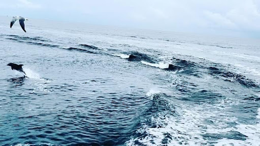 Sightseeing Tour Agency «Southern Star Dolphin Cruises», reviews and photos, 100 Harbor Blvd, Destin, FL 32541, USA