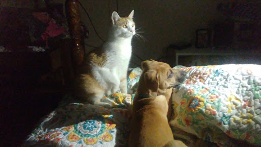 Memorial Park «Veterans Memorial Park», reviews and photos, 250 Shore Dr E, Oldsmar, FL 34677, USA