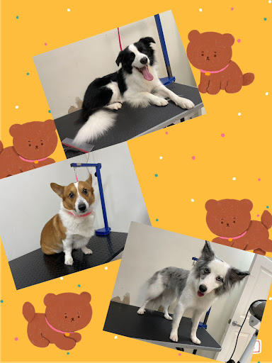 Paw Paw Pet Grooming image