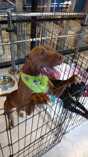 Pet Supply Store «PetSmart», reviews and photos, 2435 NW Federal Hwy, Stuart, FL 34994, USA