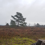 Photo n°7 de l'avis de Frank.e fait le 30/12/2019 à 05:12 sur le  Der Schafstall - Das Café-Restaurant im Büsenbachtal à Handeloh