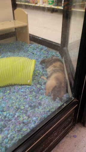 Pet Supply Store «PetSmart», reviews and photos, 213 Hartford Ave, Bellingham, MA 02019, USA