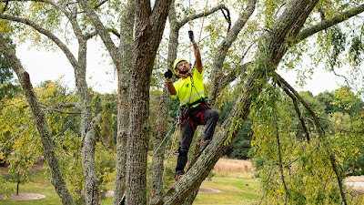Professional, responsive, and friendly service. Bartlett Tree Experts know what they are doing