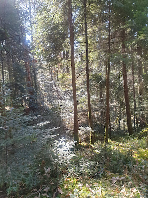 Forêt Domaniale de Sainte-Croix-Volvestre à Sainte-Croix-Volvestre