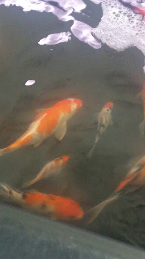 Pet Store «Super Pets», reviews and photos, 9403 E Las Tunas Dr, Temple City, CA 91780, USA