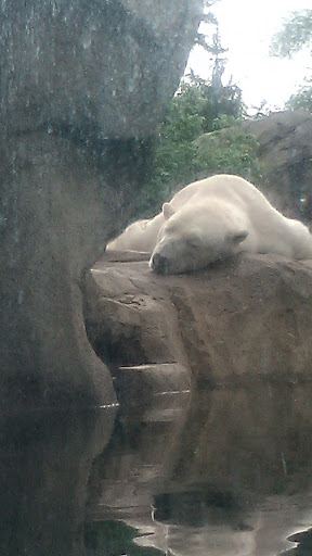 Zoo «Habitat Africa! The Forest», reviews and photos, 3300 Golf Rd, Brookfield, IL 60513, USA