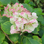 Photo n° 13 de l'avis de Nathalie.o fait le 21/08/2021 à 19:55 pour Jardin des Cinq Sens à Yvoire