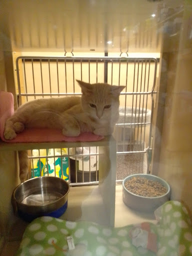 Pet Supply Store «PetSmart», reviews and photos, 8215 Laguna Blvd, Elk Grove, CA 95758, USA