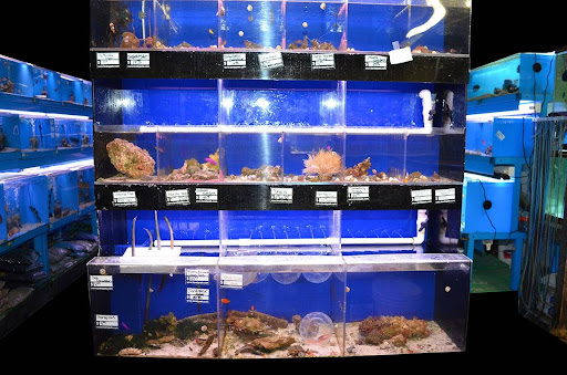 Tropical Fish Store «Lovely Pets Aquarium Store», reviews and photos, 69 Parkingway, Quincy, MA 02169, USA