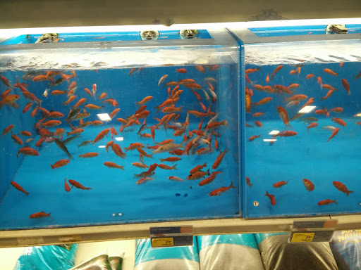 Pet Supply Store «PetSmart», reviews and photos, 6204 W Park Blvd, Plano, TX 75093, USA