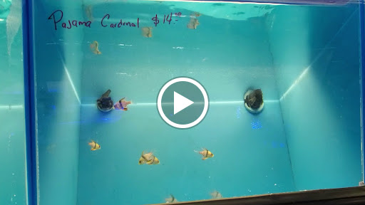 Pet Store «Corals and Fins», reviews and photos, 5011 W Hillsborough Ave, Tampa, FL 33634, USA