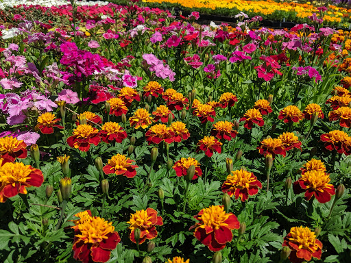 Produce Market «Solly Brothers», reviews and photos, 707 Almshouse Rd, Warminster, PA 18974, USA