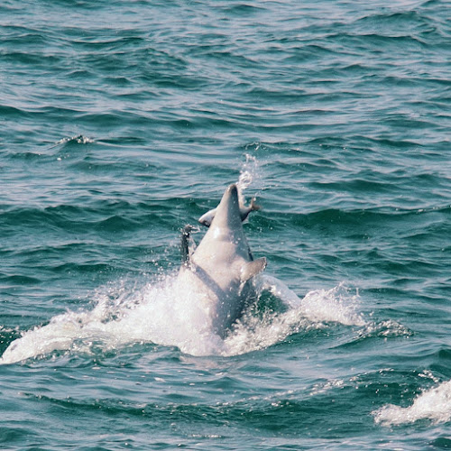 Avaliações doDolphin Bay Golfinhos em Setúbal em Setúbal - Agência de viagens