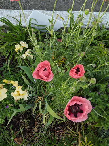 Park «Kirke Park», reviews and photos, 7028 9th Ave NW, Seattle, WA 98117, USA