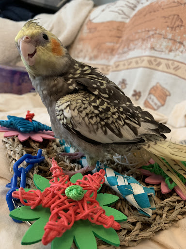 Pet Store «Rivers & Reefs Pet Center», reviews and photos, 2008 S 1st St, Austin, TX 78704, USA