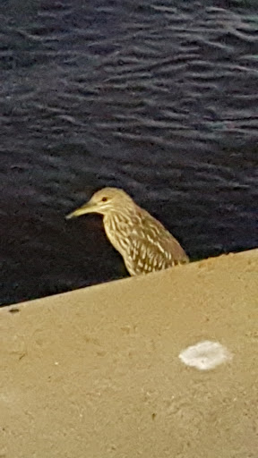 Performing Arts Theater «Times Union Center for the Performing Arts», reviews and photos, 300 Water St, Jacksonville, FL 32202, USA