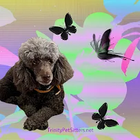 Trinity Pet Sitters LLC - Car repair in , Clearwater - Rated 5.0/5