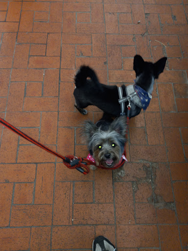 Pet Store «7 Seas Pet Care Center», reviews and photos, 13311 S Brandon Ave, Chicago, IL 60633, USA