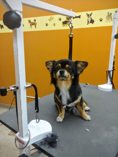 Pet Store «Pet Planet», reviews and photos, 1949 North Arizona Avenue 14 & 15, Chandler, AZ 85225, USA