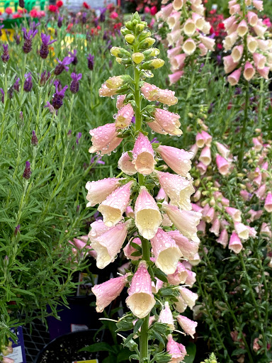 Home Improvement Store «The Home Depot», reviews and photos, 3926 Nazareth Pike, Bethlehem, PA 18020, USA