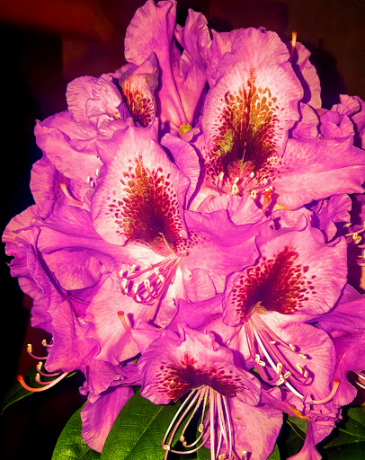 Event Venue «Florence Events Center», reviews and photos, 715 Quince St, Florence, OR 97439, USA