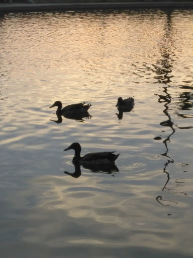 Park «Friendship Park», reviews and photos, 12325 W McDowell Rd, Avondale, AZ 85323, USA