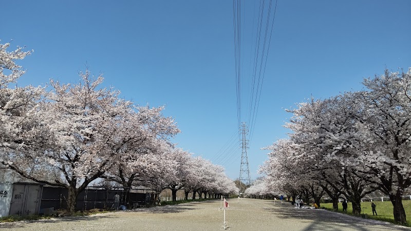 Parque de Sakura