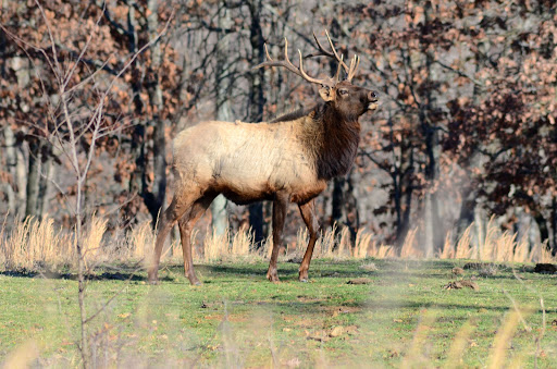 National Forest «Land Between the Lakes National Recreation Area», reviews and photos, 238 Visitor Center Dr, Golden Pond, KY 42211, USA