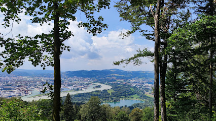 Steyregger Wald