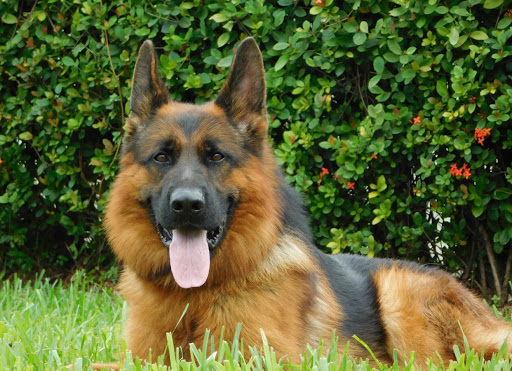 South Florida German Shepherds