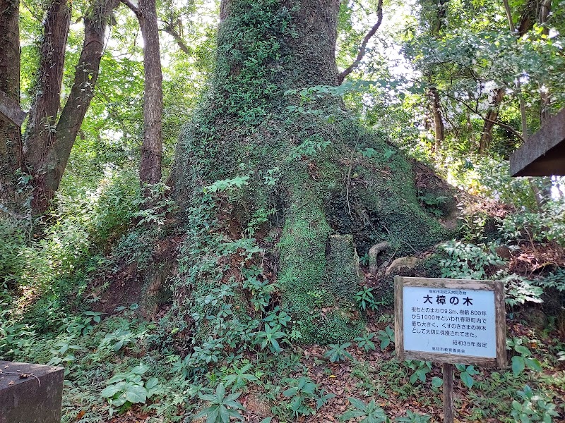 大楠の木