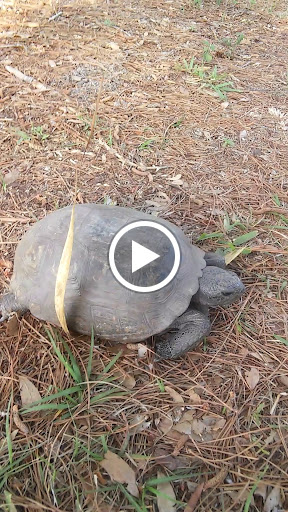 Public Golf Course «Summerfield Crossings Golf Club», reviews and photos, 13050 Summerfield Blvd, Riverview, FL 33579, USA