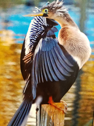 Wildlife Refuge «Ding Darling Wildlife Refuge», reviews and photos, 1 Wildlife Dr, Sanibel, FL 33957, USA