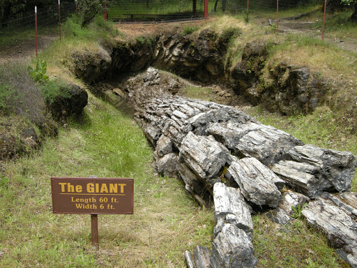 National Forest «Petrified Forest», reviews and photos