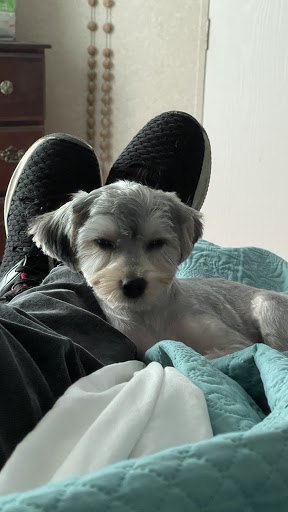 Pet Supply Store «PetSmart», reviews and photos, 40451 Lowes Ave, Gonzales, LA 70737, USA