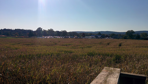 Festival «Temple Hall Fall Festival & Corn Maize», reviews and photos, 15855 Limestone School Rd, Leesburg, VA 20176, USA