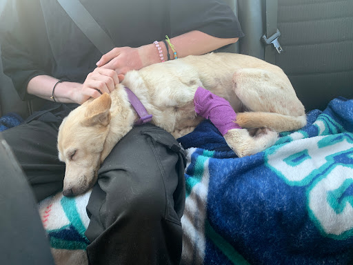 Duke Veterinary Clinic image