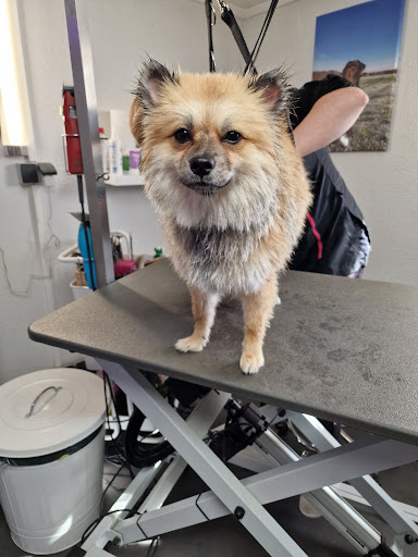 Hundefriseur FellZauber Inh. Tamara Dautel unter Ochsenhausen, 