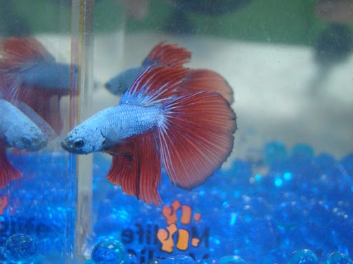 Pet Store «Colchester pet Shop LLC», reviews and photos, 111 Loomis Rd #2a, Colchester, CT 06415, USA