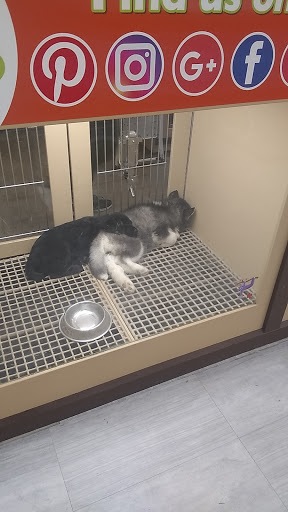 Pet Store «Petland», reviews and photos, 10289 Ulmerton Rd, Largo, FL 33771, USA