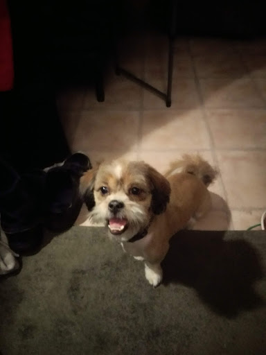 Pet Supply Store «PetSmart», reviews and photos, 6675 S Virginia St, Reno, NV 89511, USA